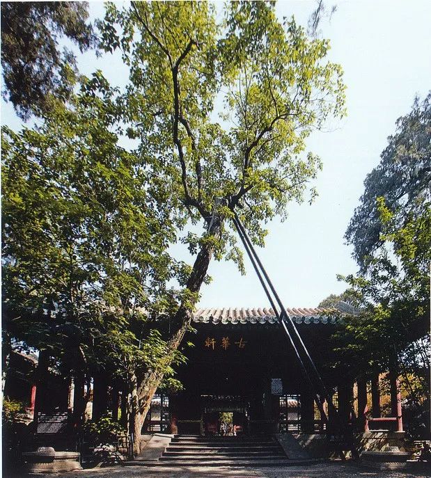 故宫古华轩古楸树